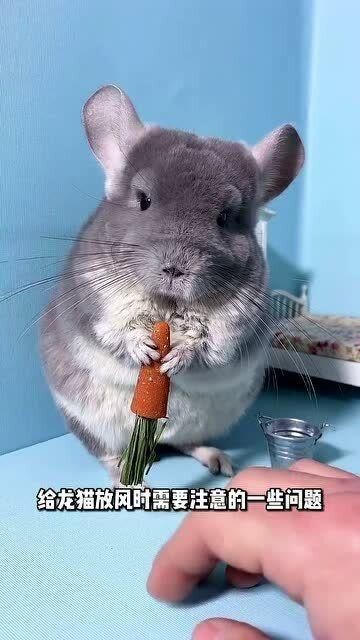 放風時如何確保龍貓安全？【如何帶龍貓放風】