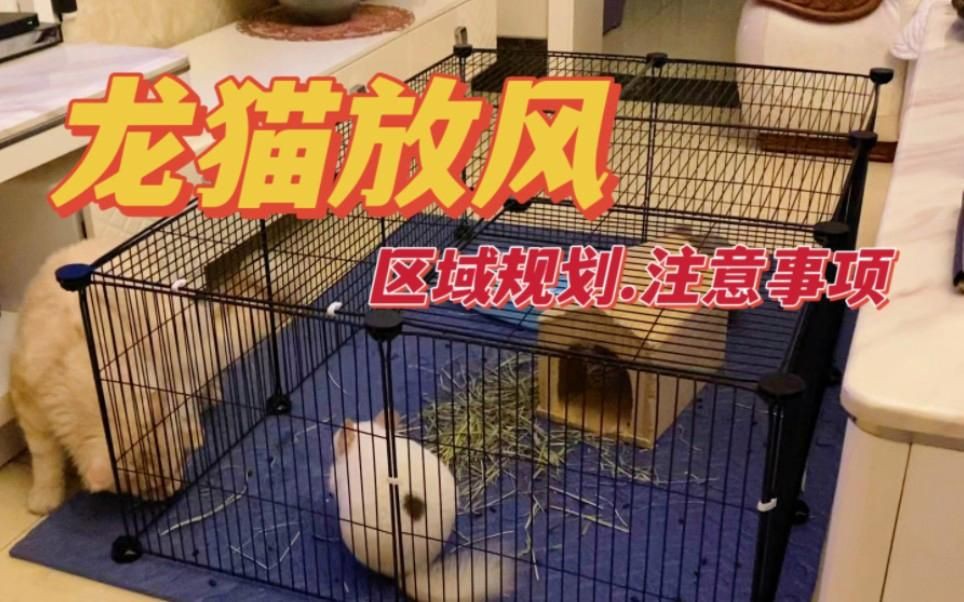 放風時如何確保龍貓安全？【如何帶龍貓放風】