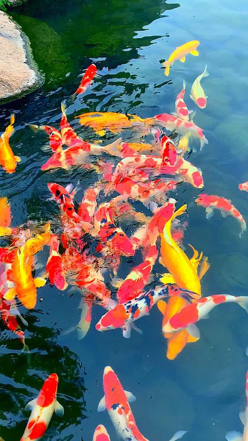 1200萬的錦鯉圖片【中國富豪迷上日本錦鯉最貴一條拍出1200萬/尾】