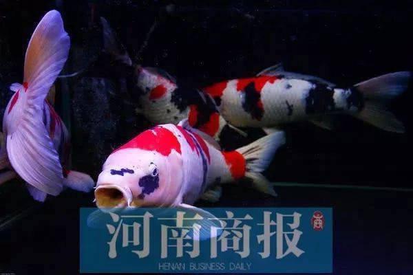 1200萬的錦鯉圖片【中國富豪迷上日本錦鯉最貴一條拍出1200萬/尾】