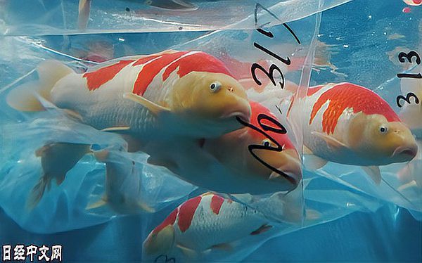 1200萬的錦鯉圖片【中國富豪迷上日本錦鯉最貴一條拍出1200萬/尾】