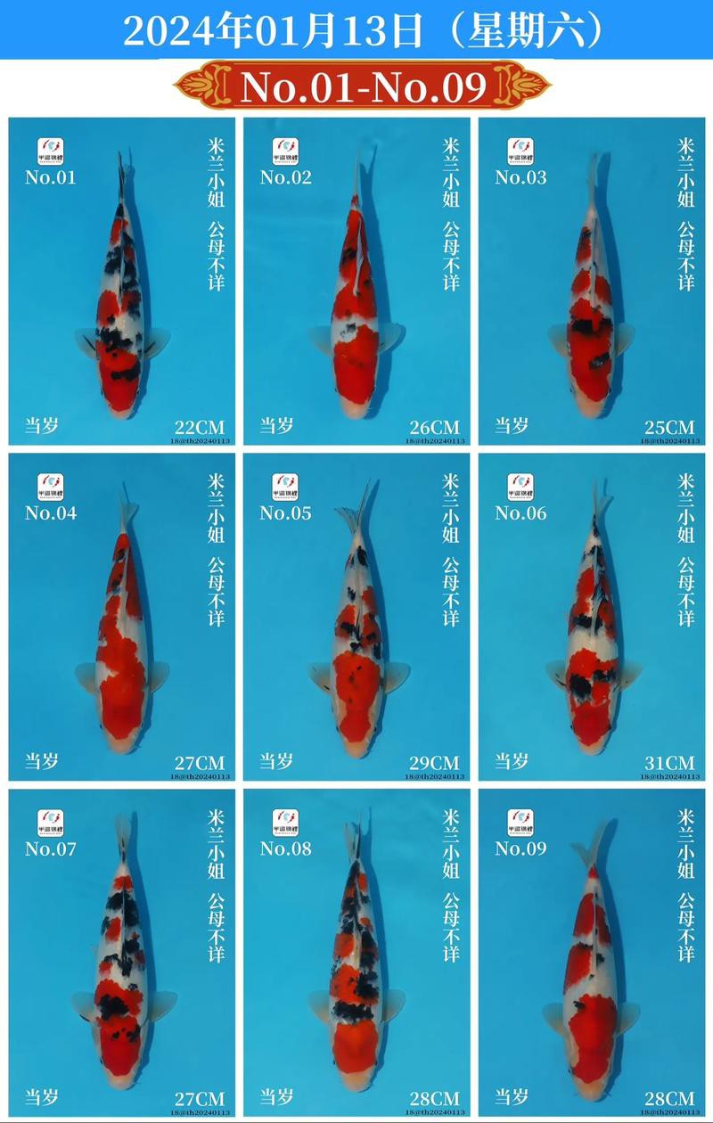 1200萬的錦鯉圖片【中國富豪迷上日本錦鯉最貴一條拍出1200萬/尾】