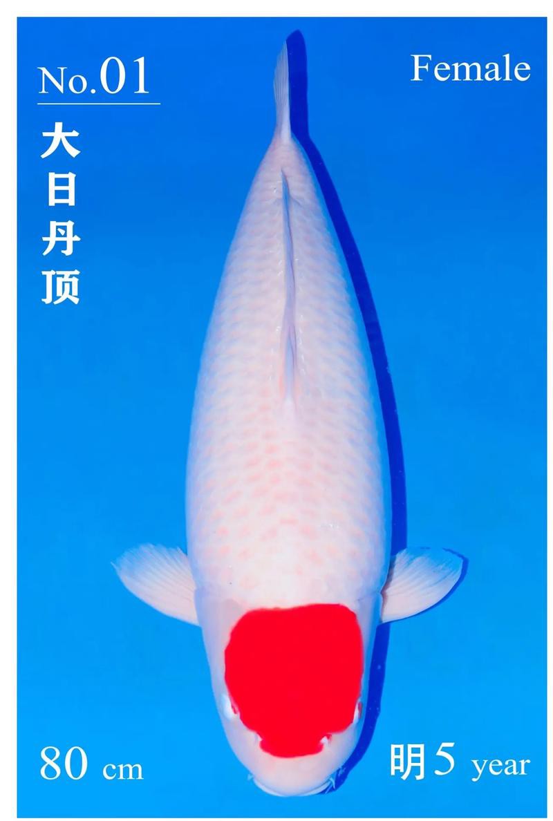 1200萬的錦鯉圖片【中國富豪迷上日本錦鯉最貴一條拍出1200萬/尾】