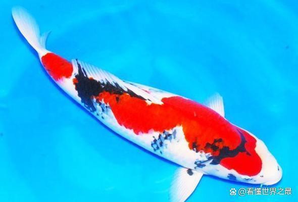 1200萬的錦鯉圖片【中國富豪迷上日本錦鯉最貴一條拍出1200萬/尾】