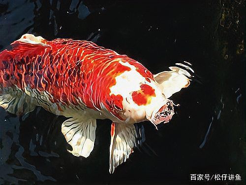 1200萬的錦鯉圖片【中國富豪迷上日本錦鯉最貴一條拍出1200萬/尾】