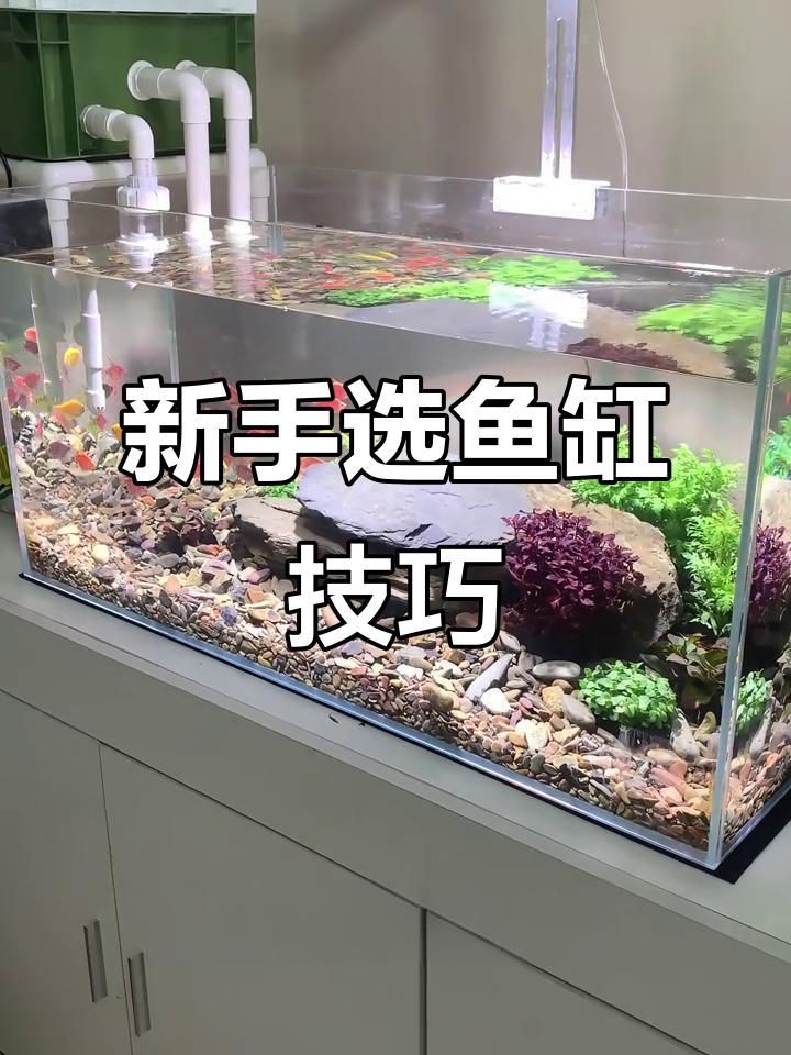 買魚缸的十大忠告【嗶哩嗶哩買魚缸的三個忠告】