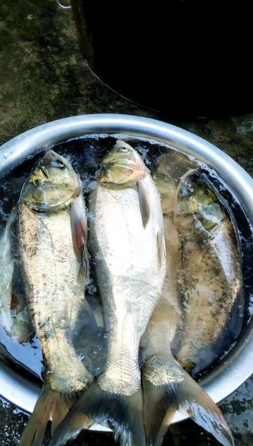 海鰱鳙魚圖片【海鰱與鳙魚對比及特征】
