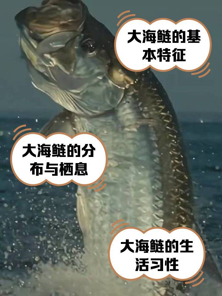 海鰱鳙魚圖片【海鰱與鳙魚對比及特征】