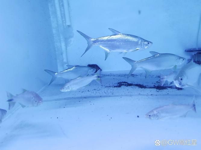 海鰱鳙魚圖片【海鰱與鳙魚對比及特征】