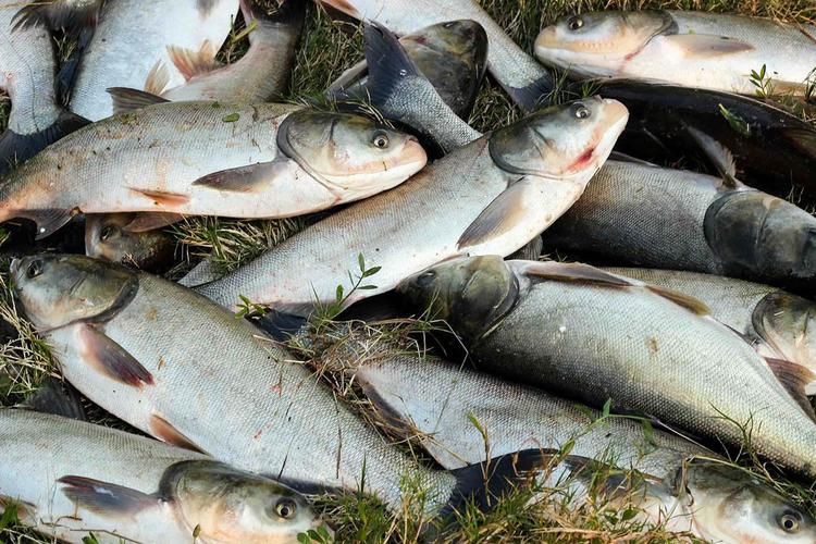 海鰱鳙魚圖片【海鰱與鳙魚對比及特征】