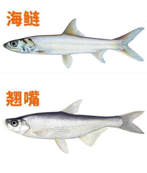 海鰱鳙魚圖片【海鰱與鳙魚對比及特征】