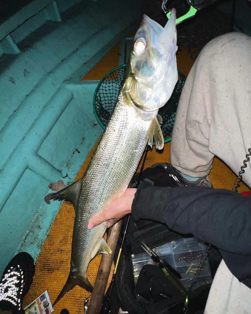 海鰱鳙魚圖片【海鰱與鳙魚對比及特征】