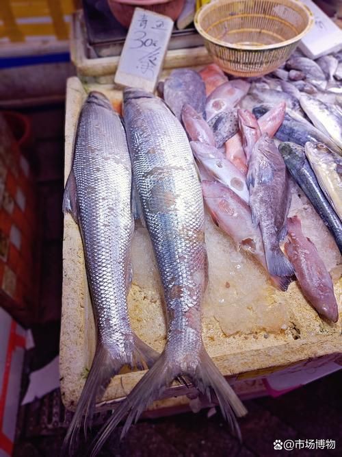 海鰱鳙魚圖片【海鰱與鳙魚對比及特征】