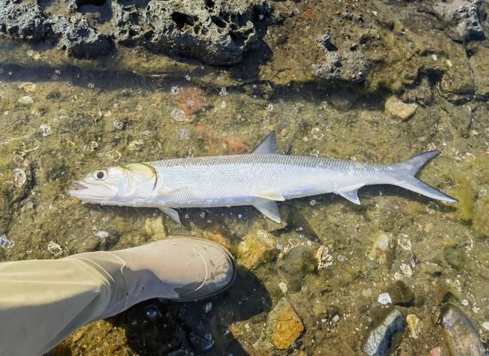 海鰱鳙魚圖片【海鰱與鳙魚對比及特征】