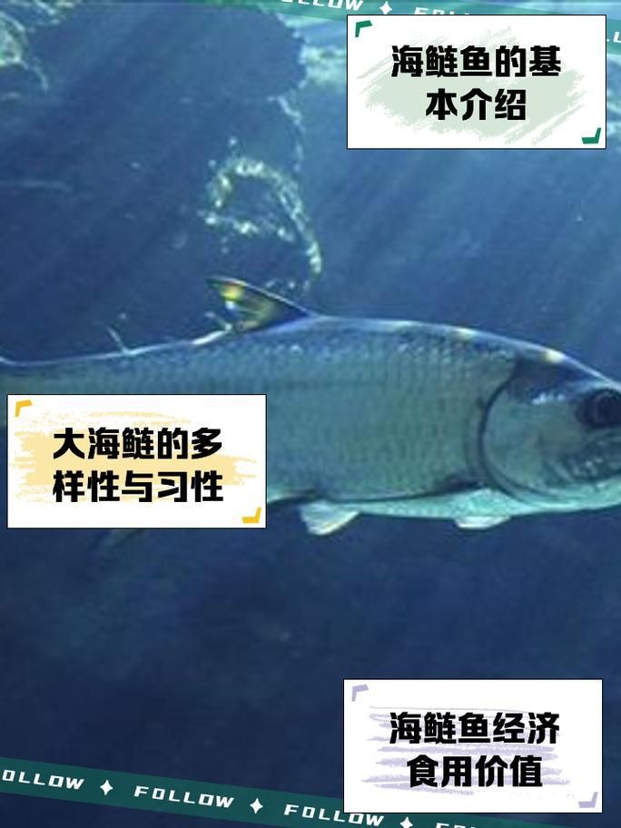 海鰱鳙魚圖片【海鰱與鳙魚對比及特征】