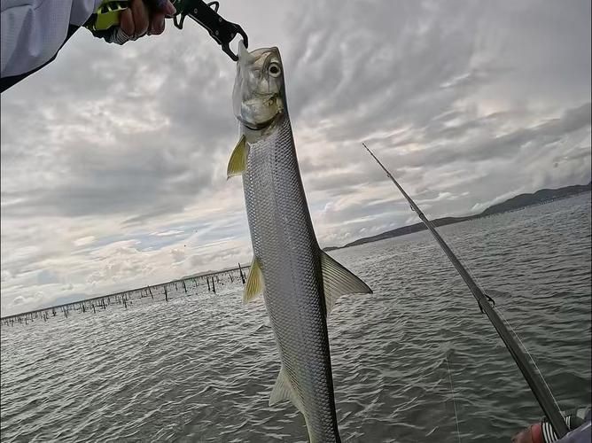海鰱鳙魚圖片【海鰱與鳙魚對比及特征】