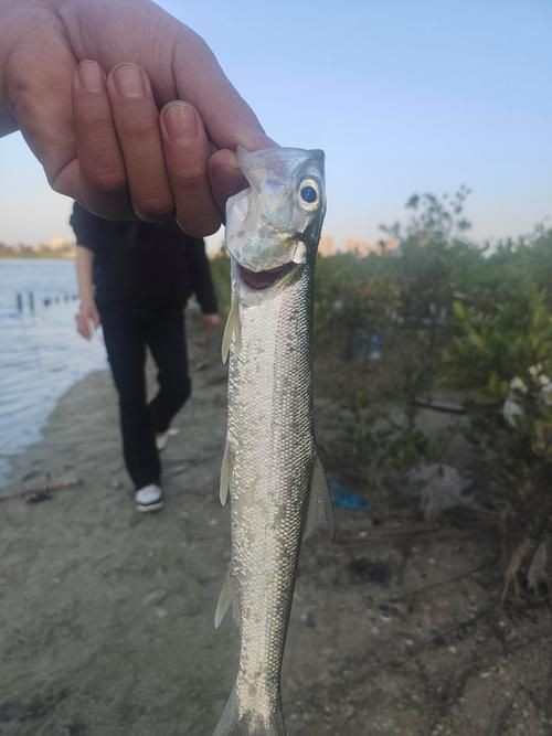 海鰱鳙魚圖片【海鰱與鳙魚對比及特征】
