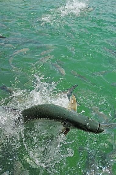 海鰱鳙魚圖片【海鰱與鳙魚對比及特征】