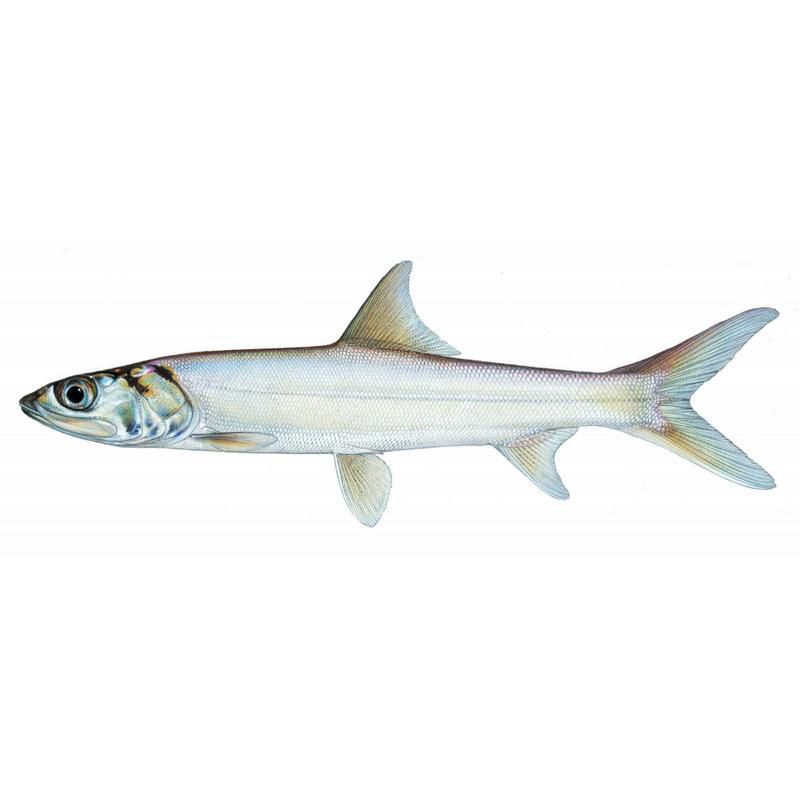 海鰱鳙魚圖片【海鰱與鳙魚對比及特征】