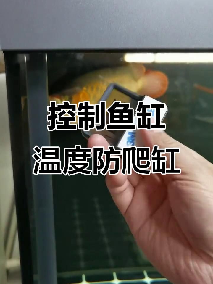 如何預(yù)防魚趴缸再次發(fā)生？【預(yù)防魚趴缸再次發(fā)生需要從水質(zhì)管理、環(huán)境穩(wěn)定性和日常操作等方面綜合采取措施】