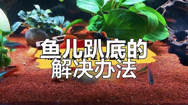如何預(yù)防魚趴缸再次發(fā)生？【預(yù)防魚趴缸再次發(fā)生需要從水質(zhì)管理、環(huán)境穩(wěn)定性和日常操作等方面綜合采取措施】