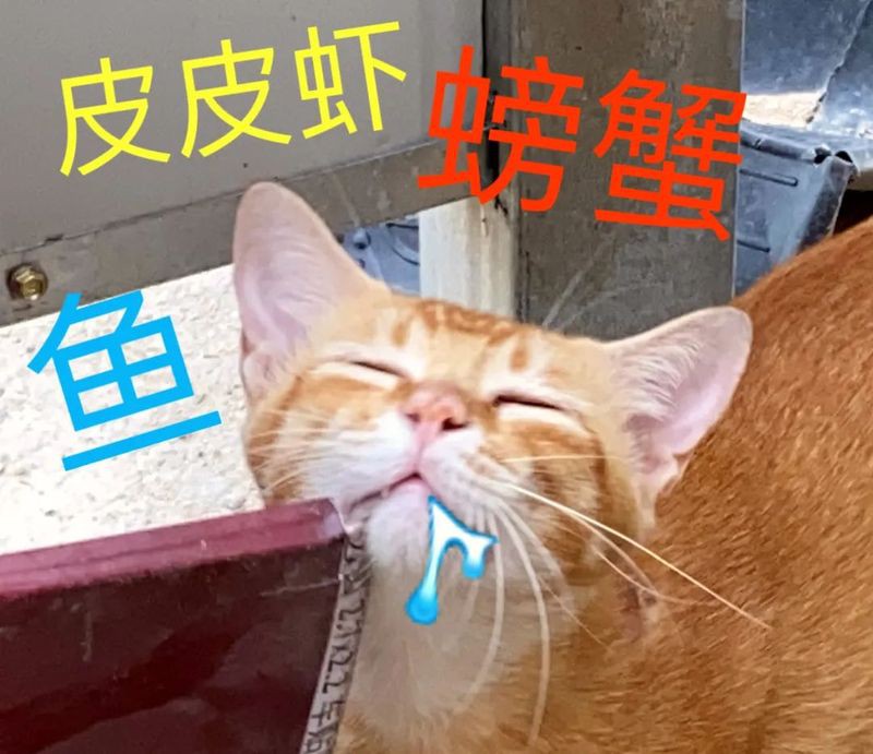 東星斑是越大越貴嗎【東星斑為什么這么貴】 東星斑是越大越貴嗎【東星斑為什么這么貴】 龍魚論壇 第4張