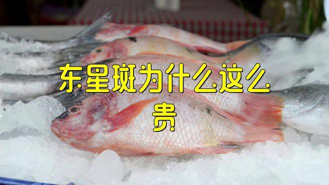 東星斑是越大越貴嗎【東星斑為什么這么貴】 東星斑是越大越貴嗎【東星斑為什么這么貴】 龍魚論壇 第2張