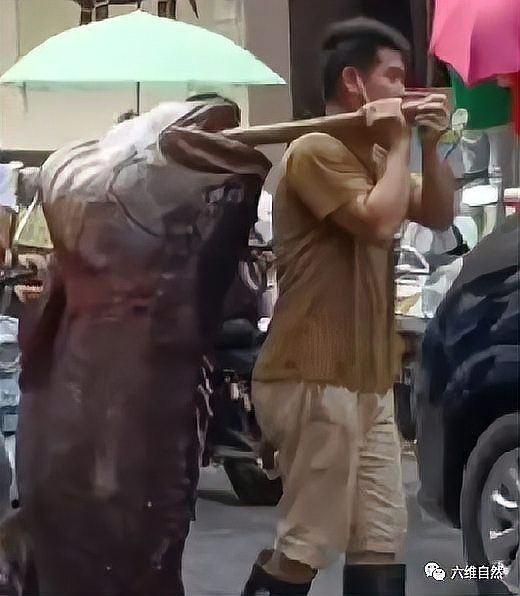 巨人石斑和龍躉是一種魚嘛【巨人石斑和龍躉有什么區(qū)別？】