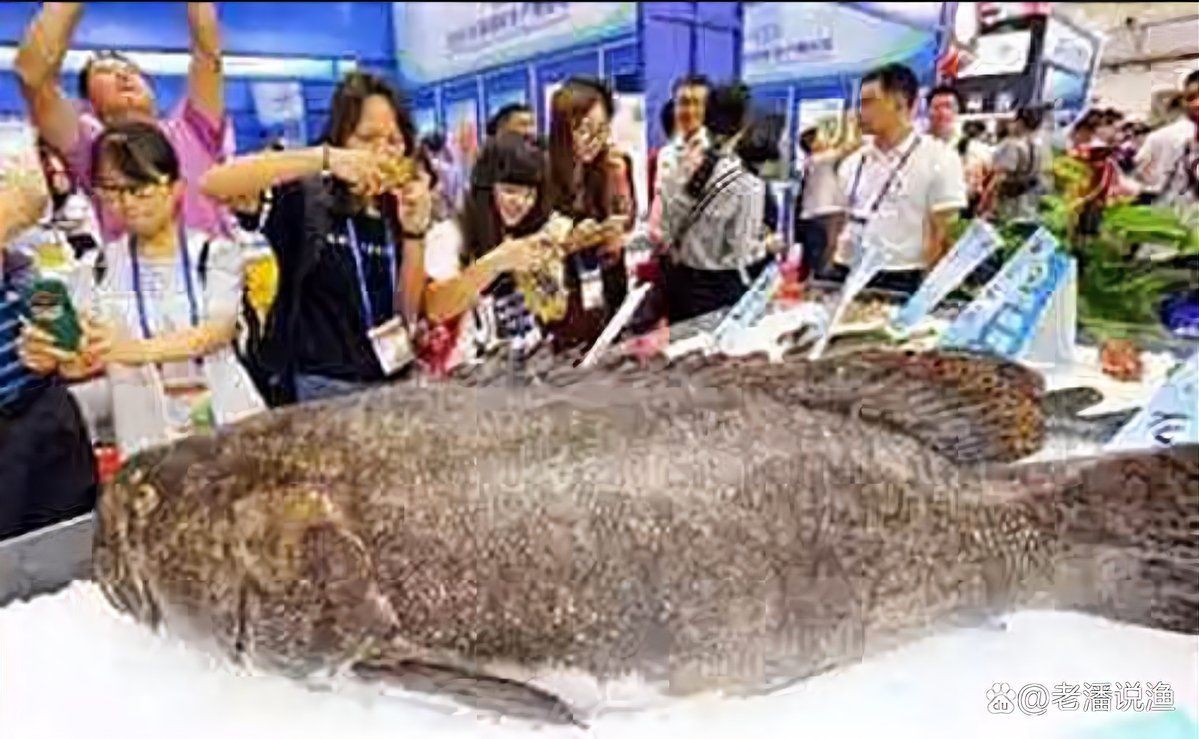 巨人石斑和龍躉是一種魚嘛【巨人石斑和龍躉有什么區(qū)別？】