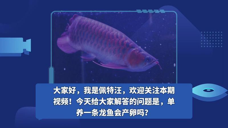7條龍魚最忌三個東西【龍魚飼養(yǎng)的七大禁忌】 7條龍魚最忌三個東西【龍魚飼養(yǎng)的七大禁忌】 龍魚論壇 第2張
