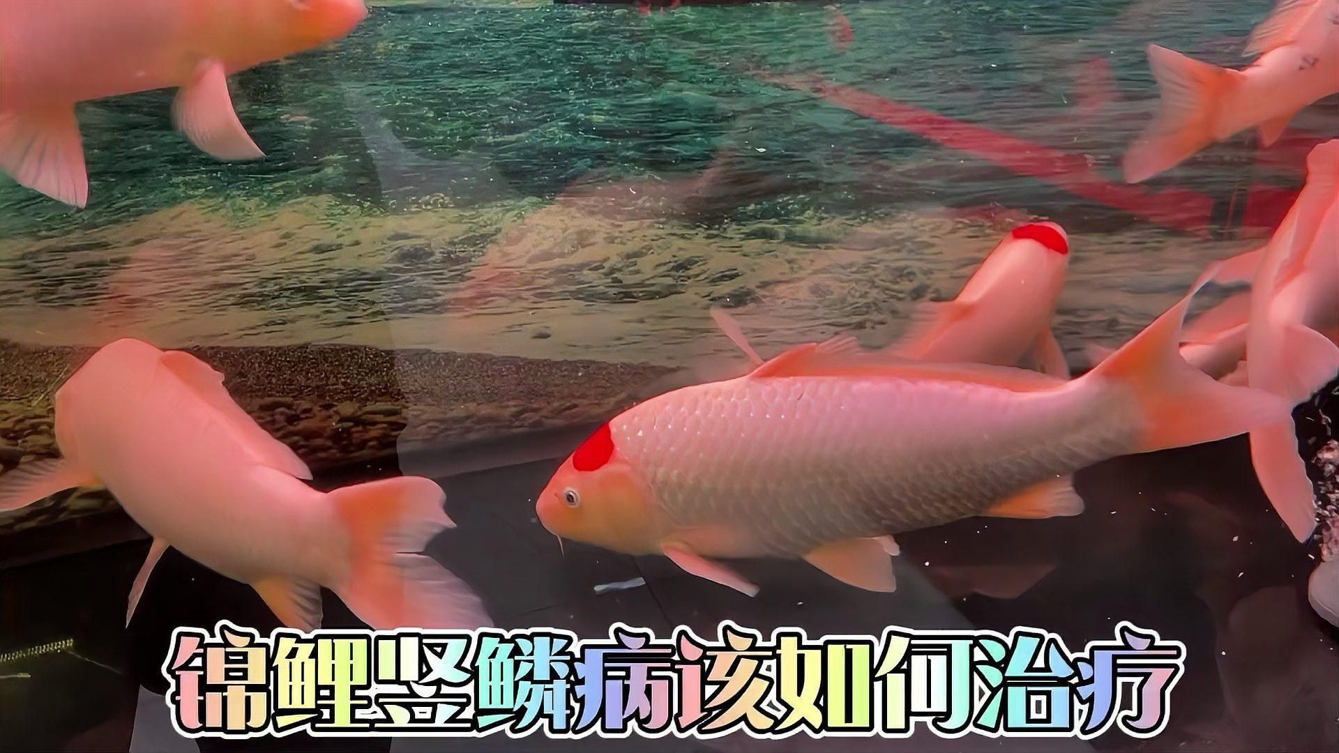 如何早期發現魚立鱗病？【智能模式回答完成工具：百度健康魚立鱗病的早期發現】