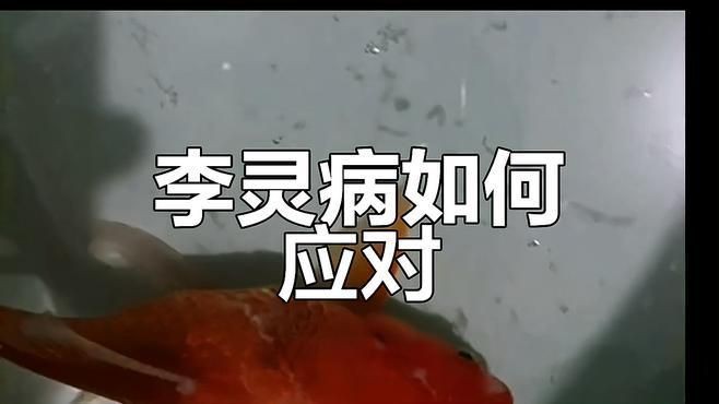 如何早期發(fā)現(xiàn)魚立鱗病？【智能模式回答完成工具：百度健康魚立鱗病的早期發(fā)現(xiàn)】