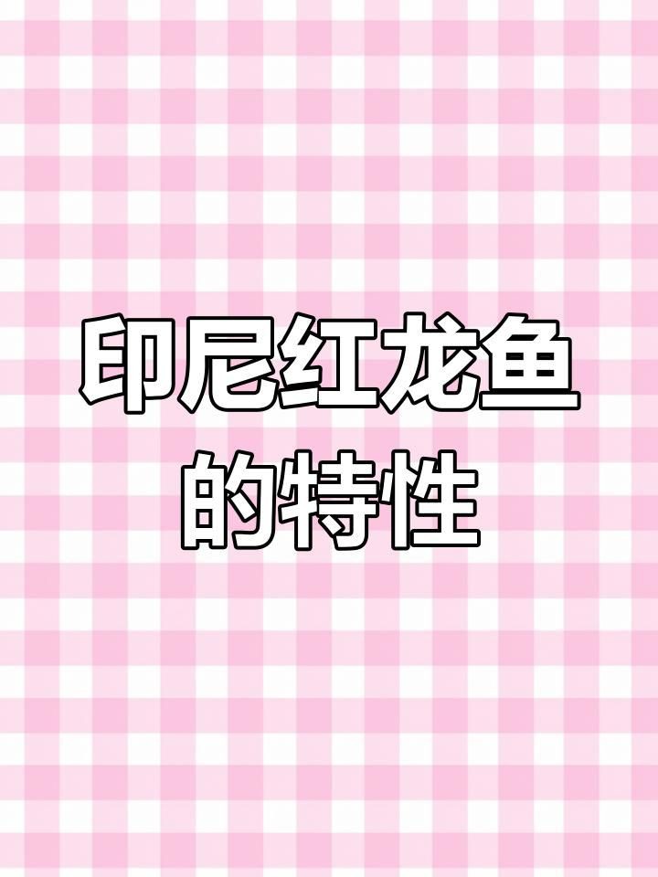 新加坡紅龍和印尼紅龍的區別【新加坡紅龍與印尼紅龍在血統、外觀及觀賞價值上存在顯著差異】