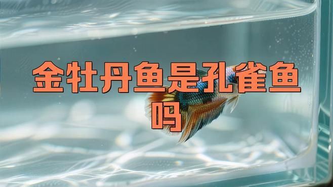 牡丹魚是什么樣子的【牡丹魚是孔雀魚嗎】