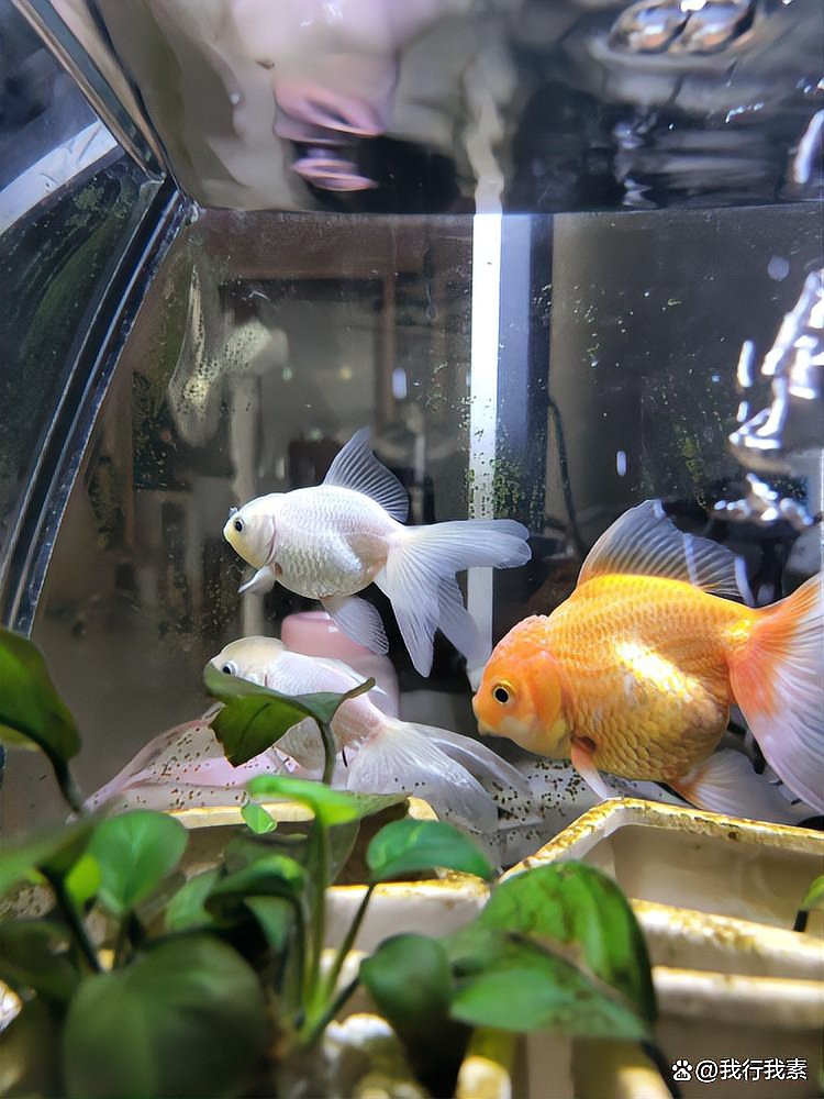 60缸養(yǎng)魚最忌三種魚【60厘米魚缸飼養(yǎng)密度、魚種選擇和水質管理關鍵是關鍵】