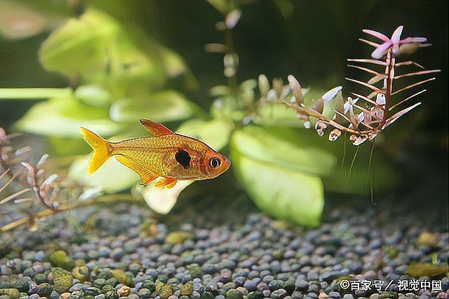 60缸養(yǎng)魚最忌三種魚【60厘米魚缸飼養(yǎng)密度、魚種選擇和水質管理關鍵是關鍵】