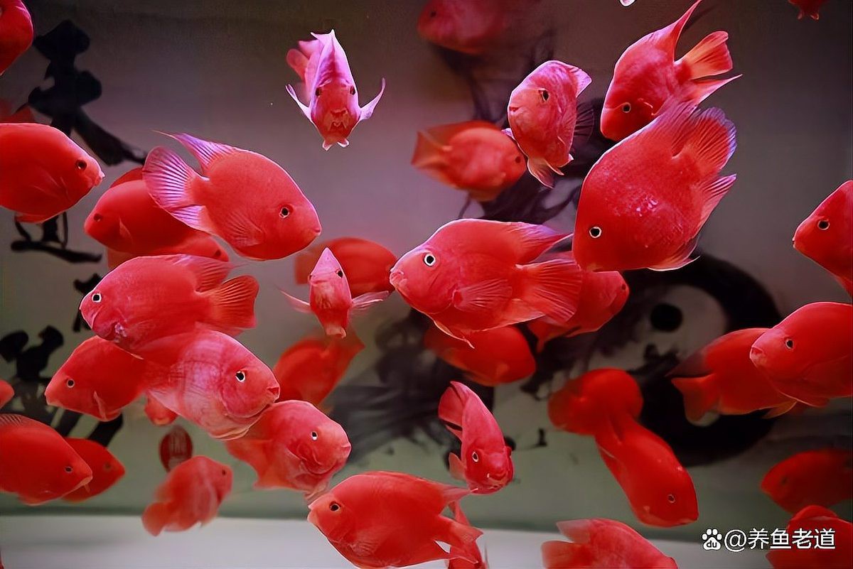 60缸養(yǎng)魚最忌三種魚【60厘米魚缸飼養(yǎng)密度、魚種選擇和水質管理關鍵是關鍵】