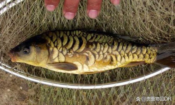 東北三道鱗魚是什么魚【東北三道鱗魚是什么魚？】