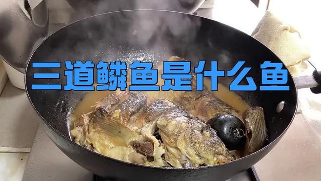 東北三道鱗魚是什么魚【東北三道鱗魚是什么魚？】