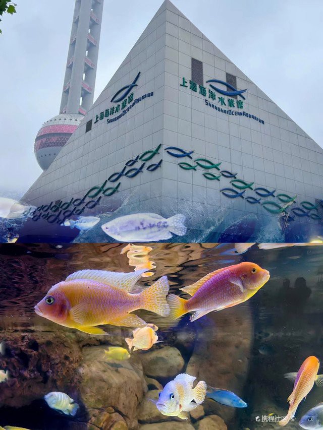 上海水族店【上海水族店有哪些特色水族店值得一游上海海洋水族館】