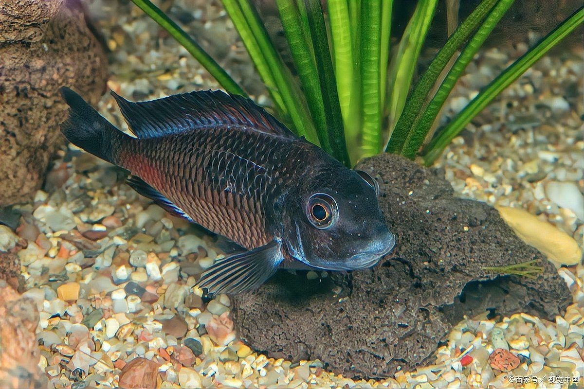 曼龍魚混養需要多大的水族箱？【曼龍魚怎么養】