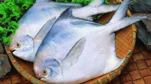 流網(wǎng)鯧魚為何不建議吃【小貍玥，吃鯧魚的注意事項(xiàng)】