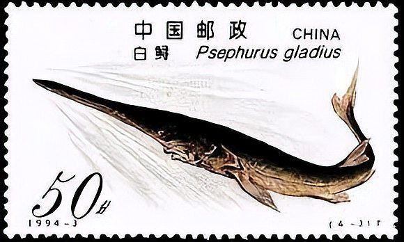 瀘州象鼻魚【中國釣魚,象鼻魚科長臀壯象鼻魚】 龍魚百科 第2張 瀘州象鼻魚【中國釣魚,象鼻魚科長臀壯象鼻魚】 瀘州象鼻魚【中國釣魚,象鼻魚科長臀壯象鼻魚】 龍魚百科 第2張