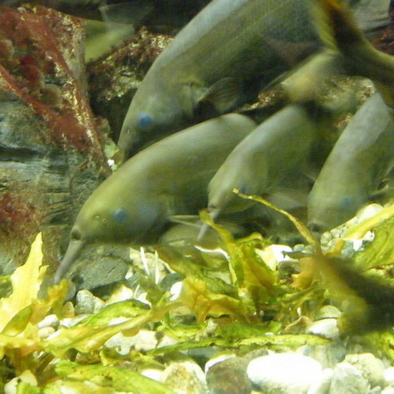 瀘州象鼻魚【中國釣魚,象鼻魚科長臀壯象鼻魚】 龍魚百科 第5張 瀘州象鼻魚【中國釣魚,象鼻魚科長臀壯象鼻魚】 瀘州象鼻魚【中國釣魚,象鼻魚科長臀壯象鼻魚】 龍魚百科 第5張