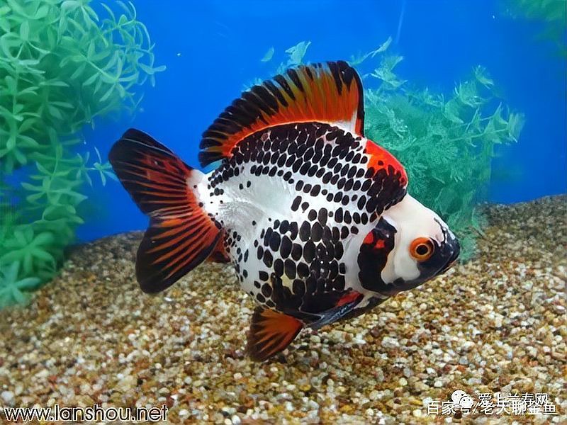 100種金魚大全【《100種金魚大全》】