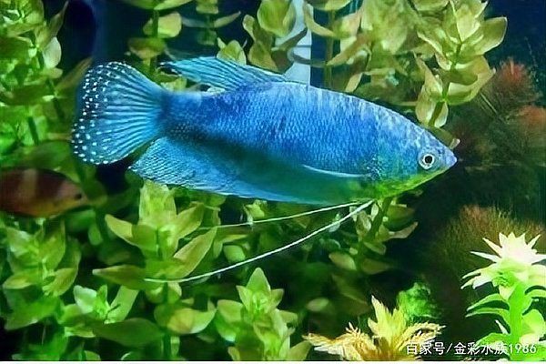 招財貓魚可以和龍魚一起養嗎【招財貓魚與龍魚混養的風險】