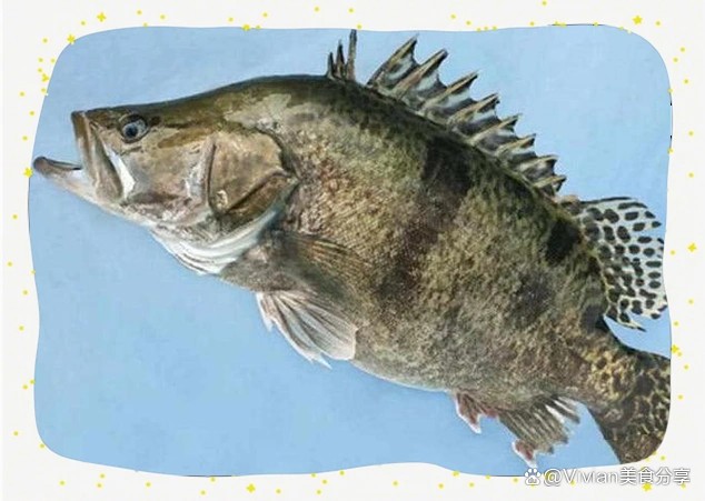 東北的鰲花魚是桂魚嗎【東北鰲花魚與南方常見的鰲花魚(桂魚)】 東北的鰲花魚是桂魚嗎【東北鰲花魚與南方常見的鰲花魚(桂魚)】 龍魚論壇 第2張