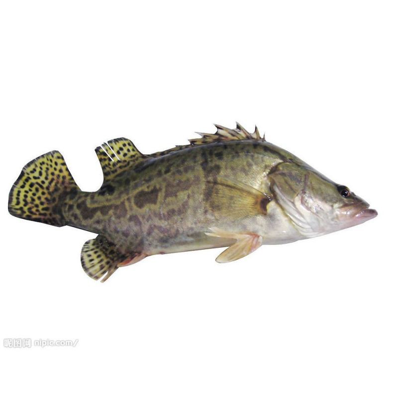 東北的鰲花魚是桂魚嗎【東北鰲花魚與南方常見的鰲花魚(桂魚)】 東北的鰲花魚是桂魚嗎【東北鰲花魚與南方常見的鰲花魚(桂魚)】 龍魚論壇 第1張
