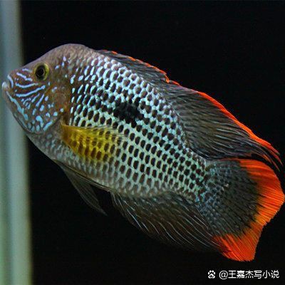紅尾皇冠魚正確養法【紅尾皇冠魚正確養法紅尾皇冠魚正確養殖方法】 紅尾皇冠魚正確養法【紅尾皇冠魚正確養法紅尾皇冠魚正確養殖方法】 龍魚論壇 第7張
