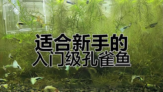 孔雀魚最建議買的三個品種【三種高性價比孔雀魚推薦】